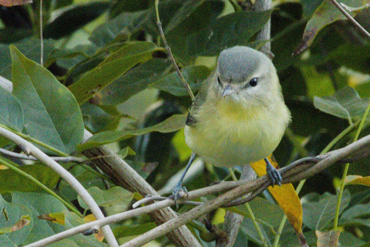 Bireo filadelfiarra - ML645427379