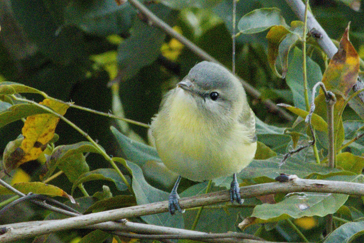 Bireo filadelfiarra - ML645427380