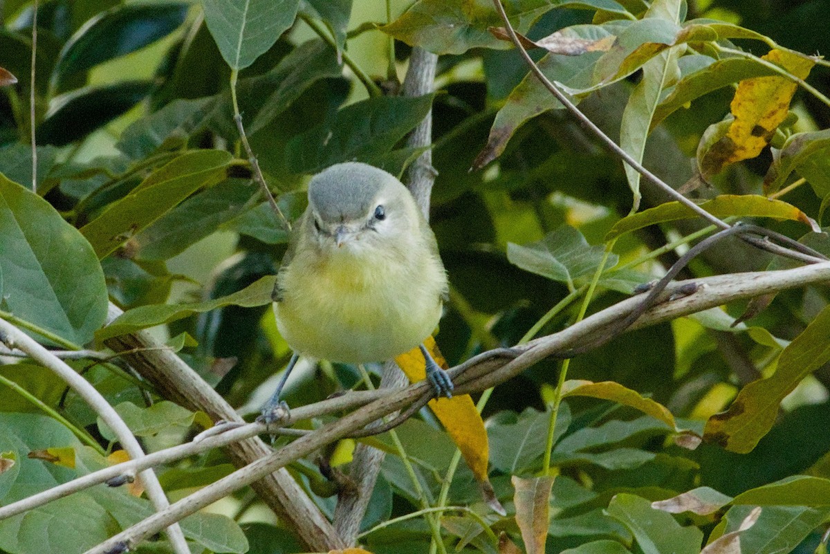 Bireo filadelfiarra - ML645427381