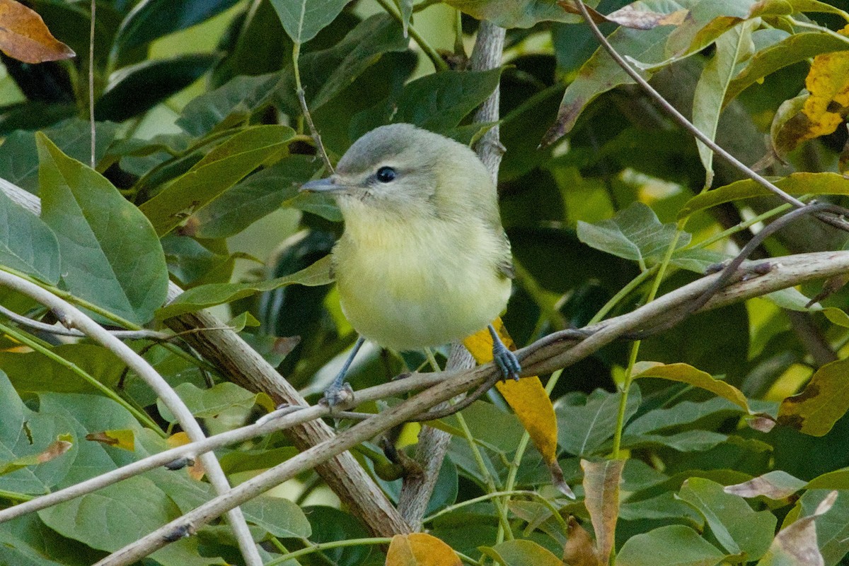 Bireo filadelfiarra - ML645427382