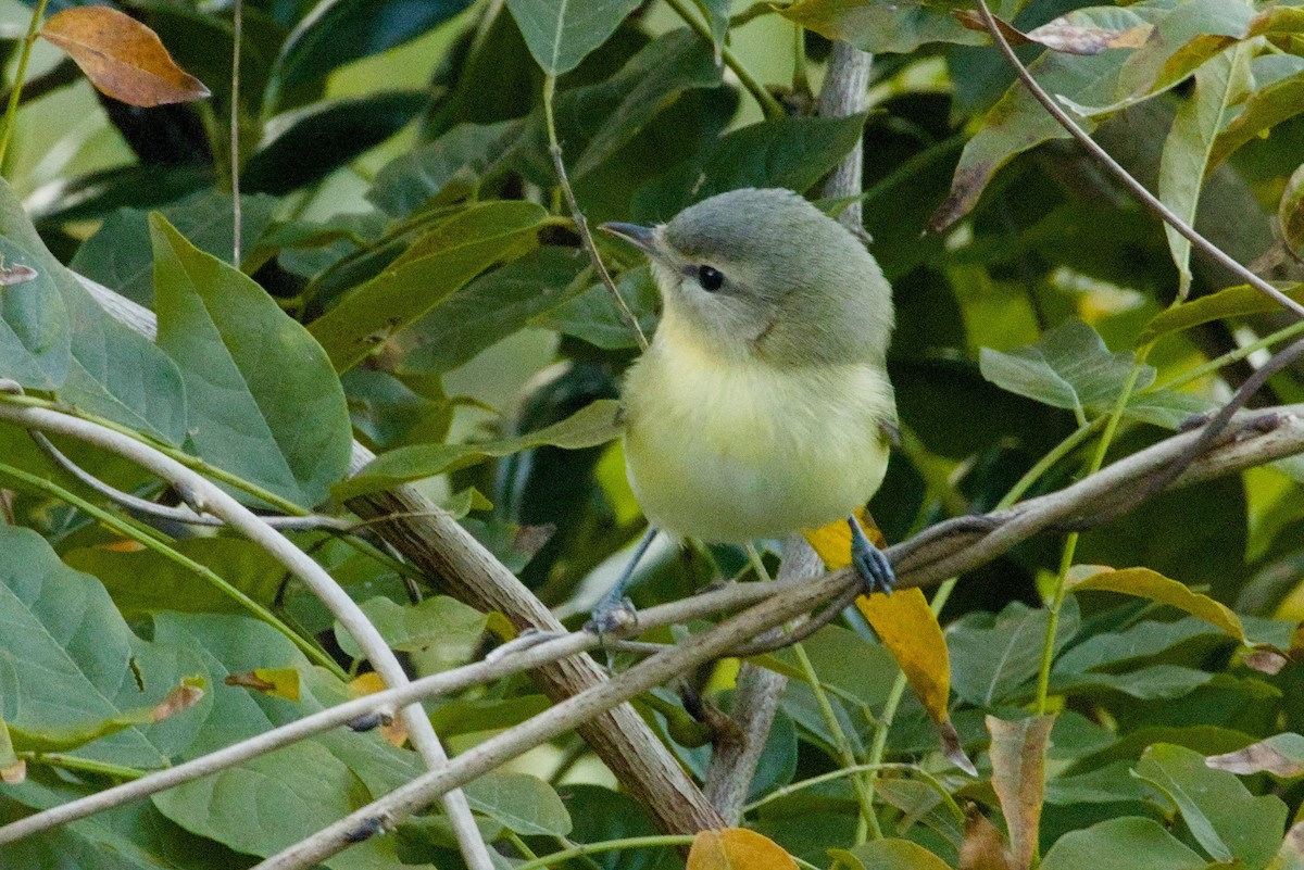 Bireo filadelfiarra - ML645427383