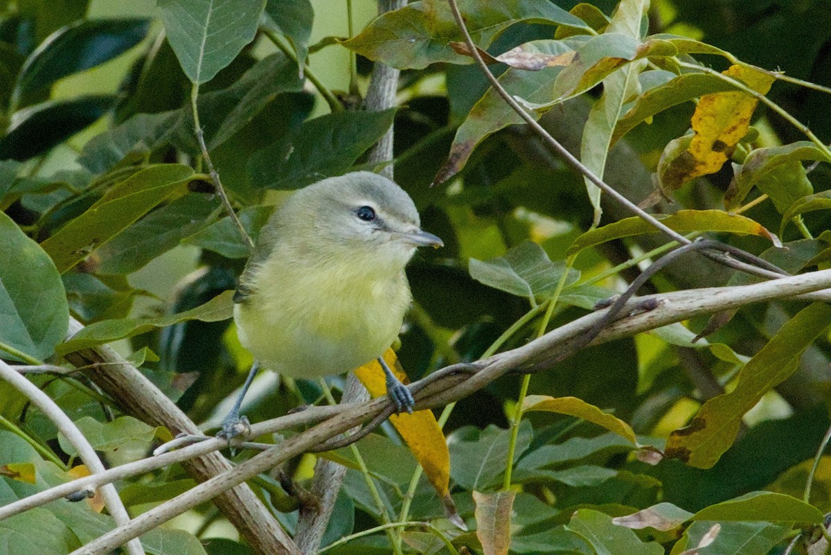Bireo filadelfiarra - ML645427384