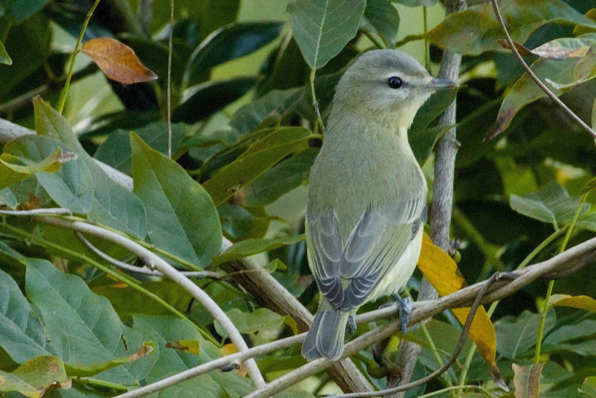 Bireo filadelfiarra - ML645427385