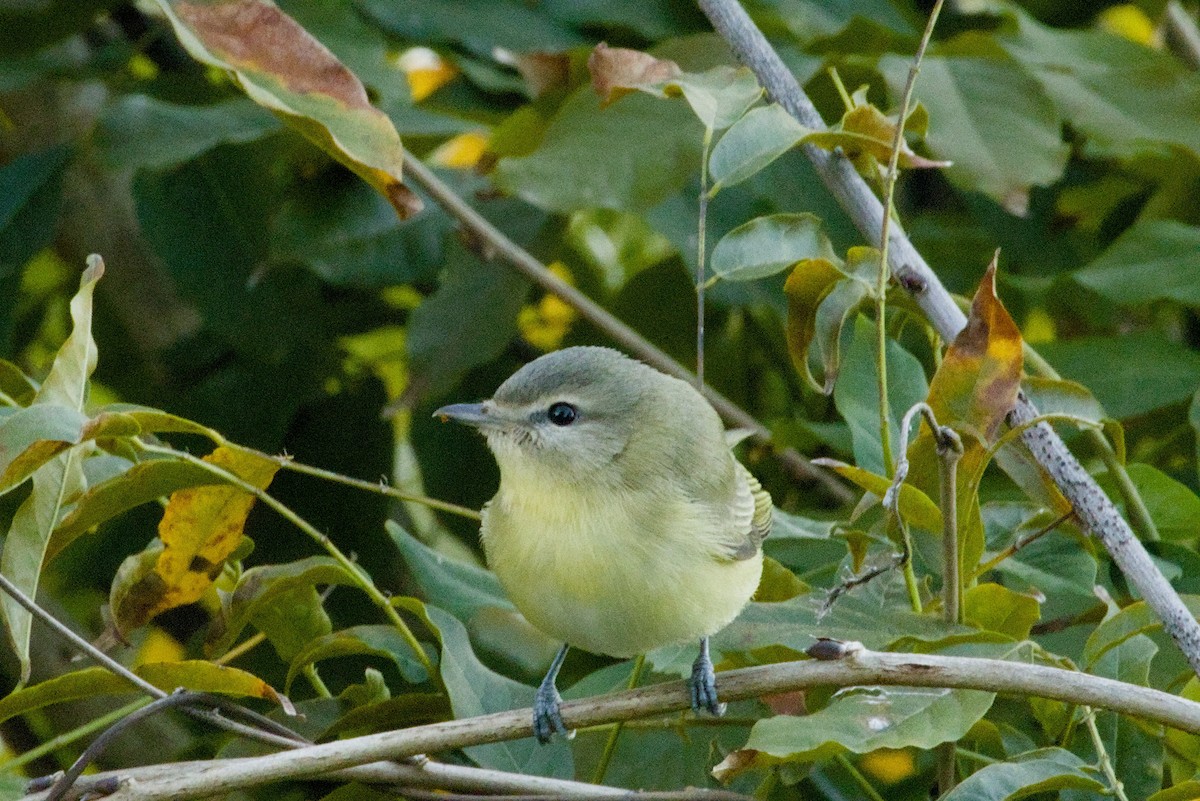 Bireo filadelfiarra - ML645427386