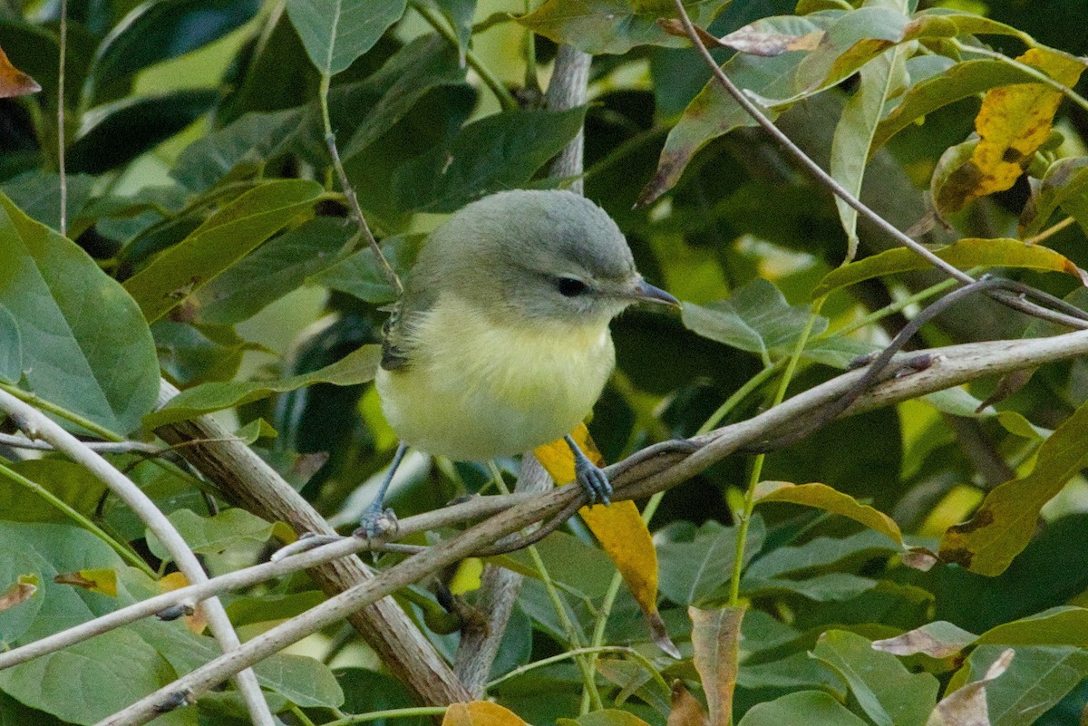 Bireo filadelfiarra - ML645427387