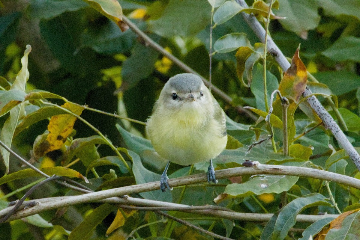 Bireo filadelfiarra - ML645427388