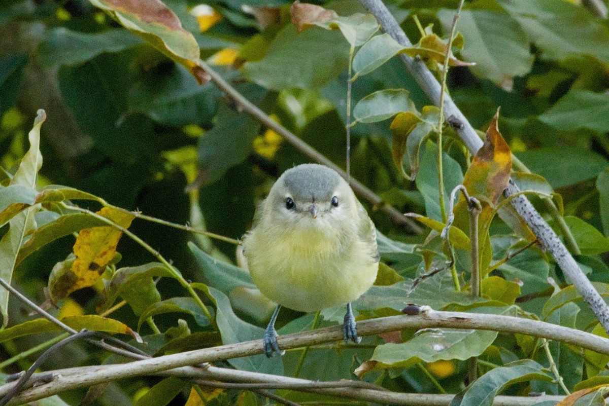 Bireo filadelfiarra - ML645427389