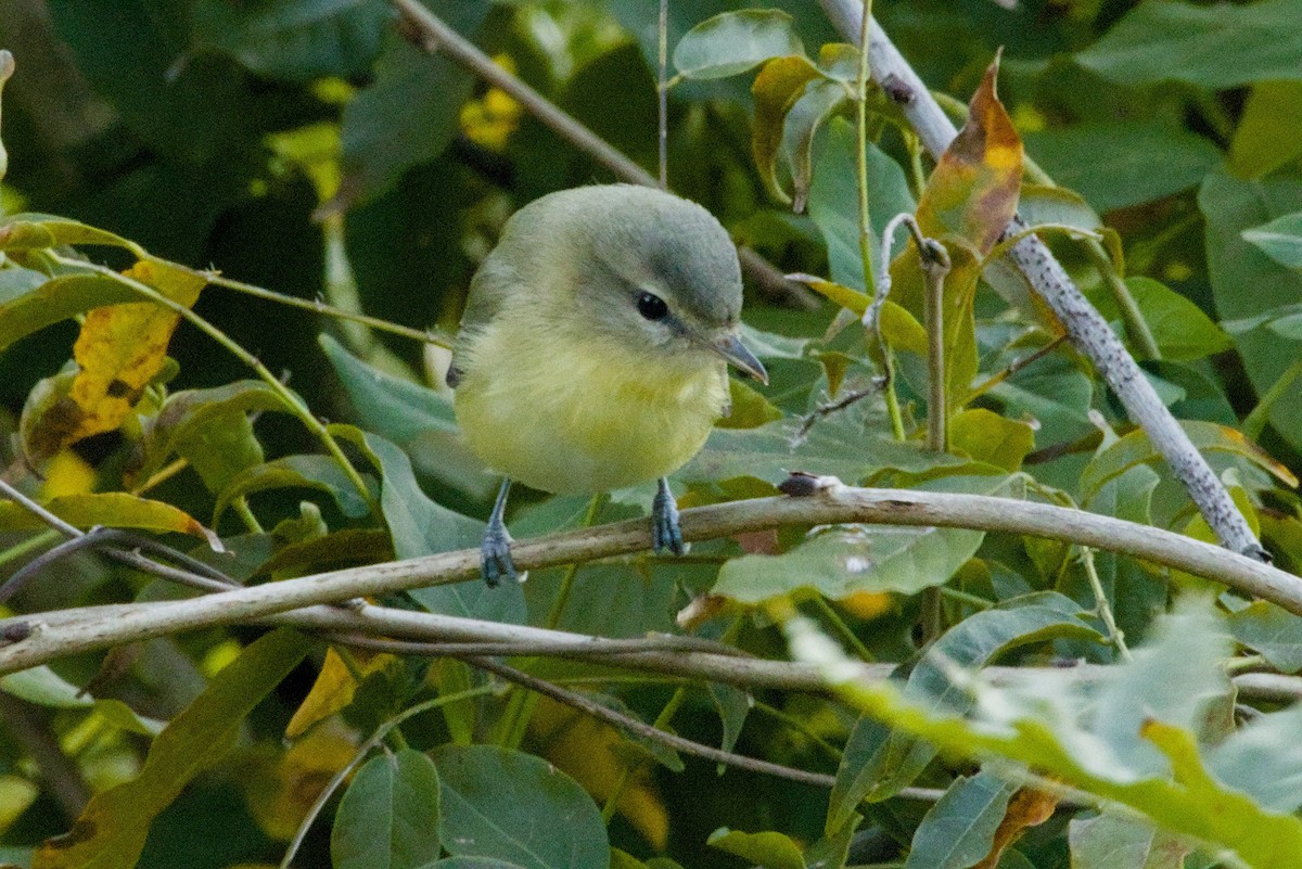 Bireo filadelfiarra - ML645427391