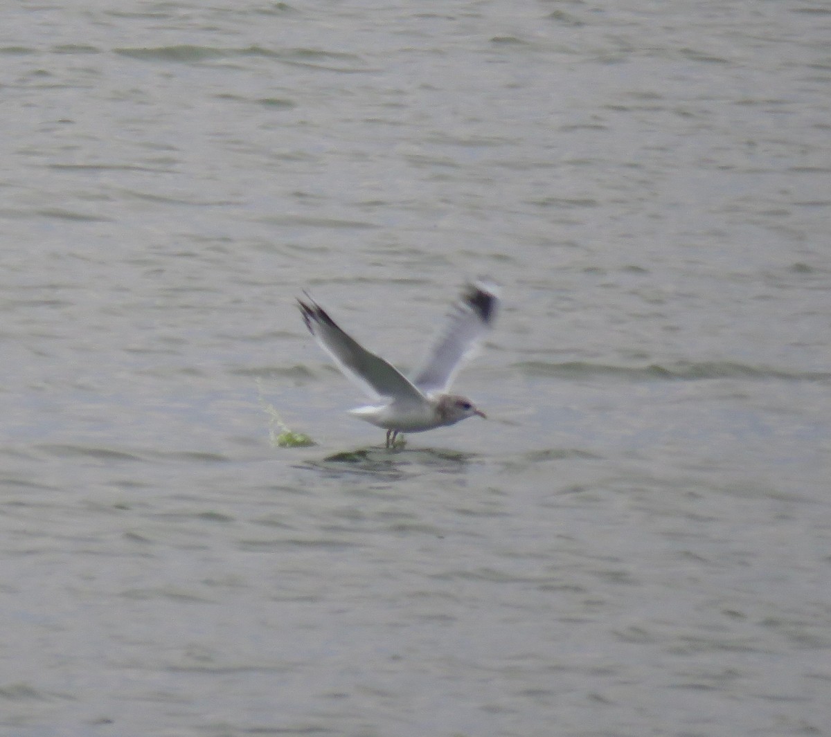 Short-billed Gull - ML645427393