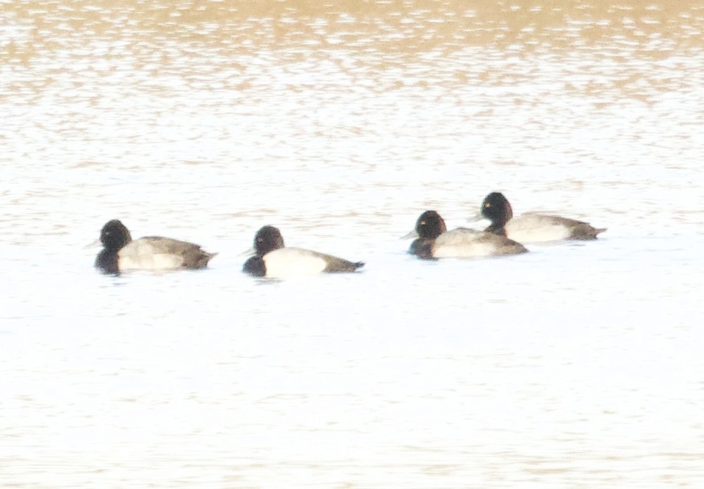 Lesser Scaup - ML645427399