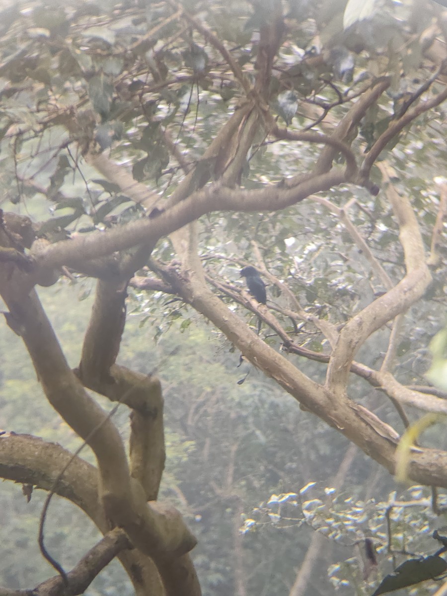 Greater Racket-tailed Drongo - ML645427401