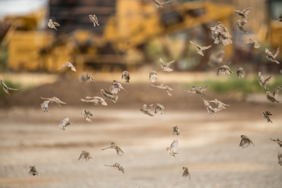 Gorrión Común - ML645427409