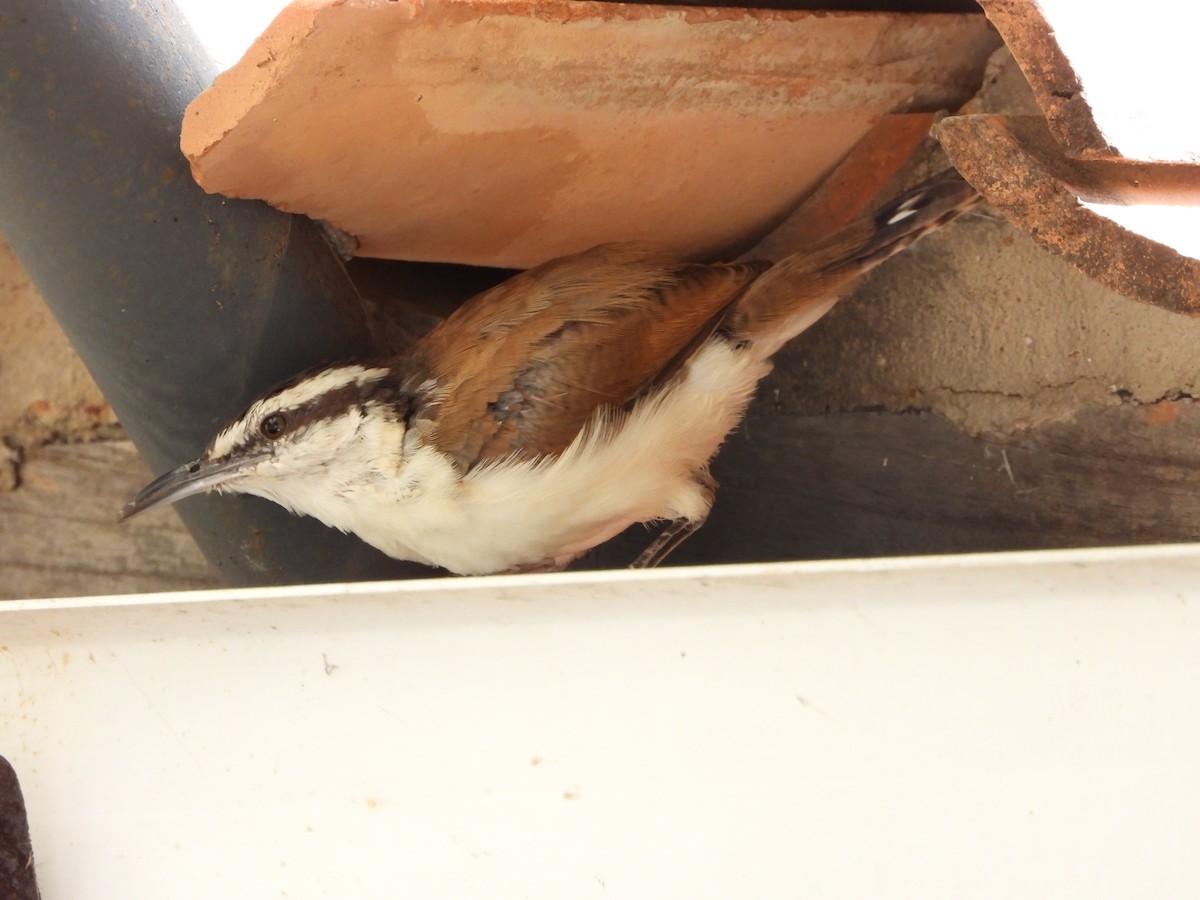 Bicolored Wren - ML645427414