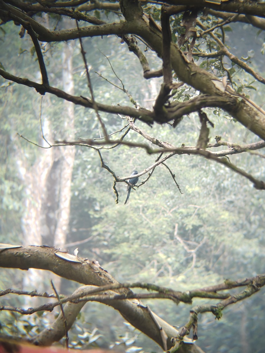 卷尾屬 - ML645427417