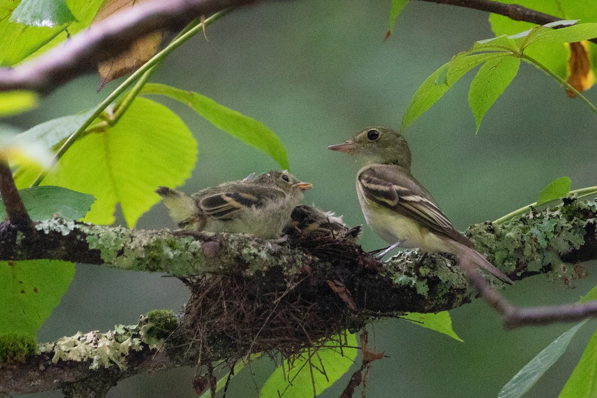 Mosquero Verdoso - ML645427421