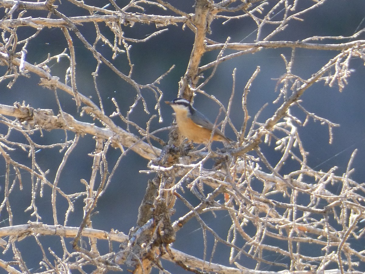 ムネアカゴジュウカラ - ML645427424