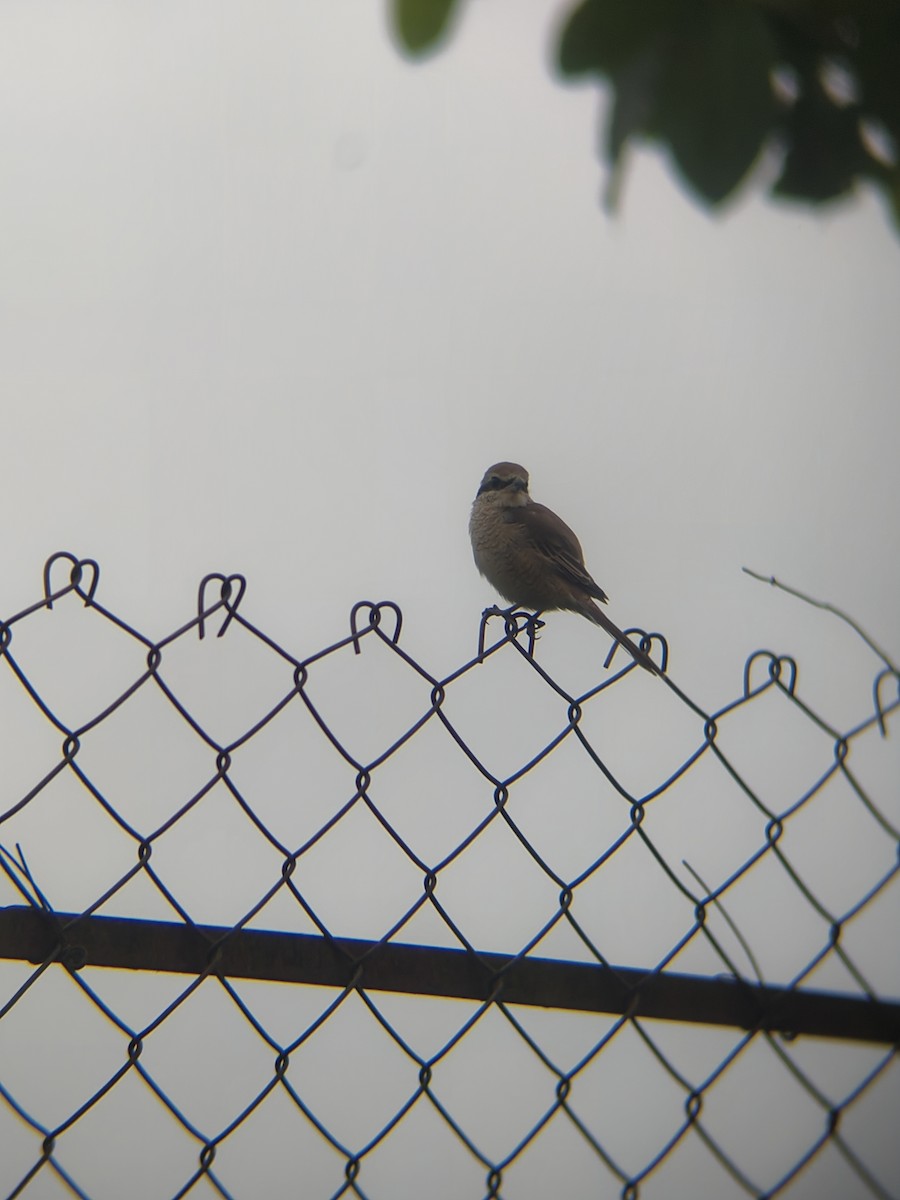 紅尾伯勞 - ML645427425