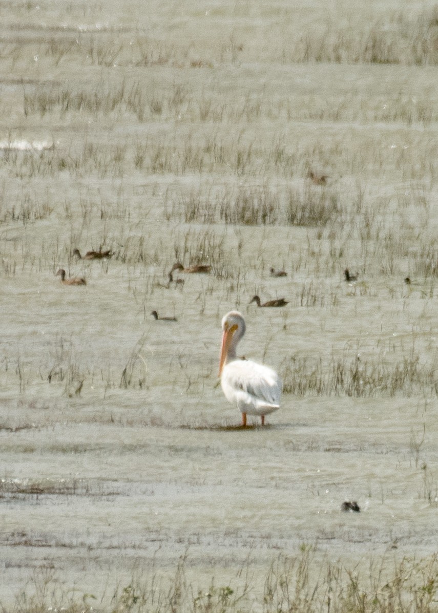 Amerika Pelikanı - ML645427426