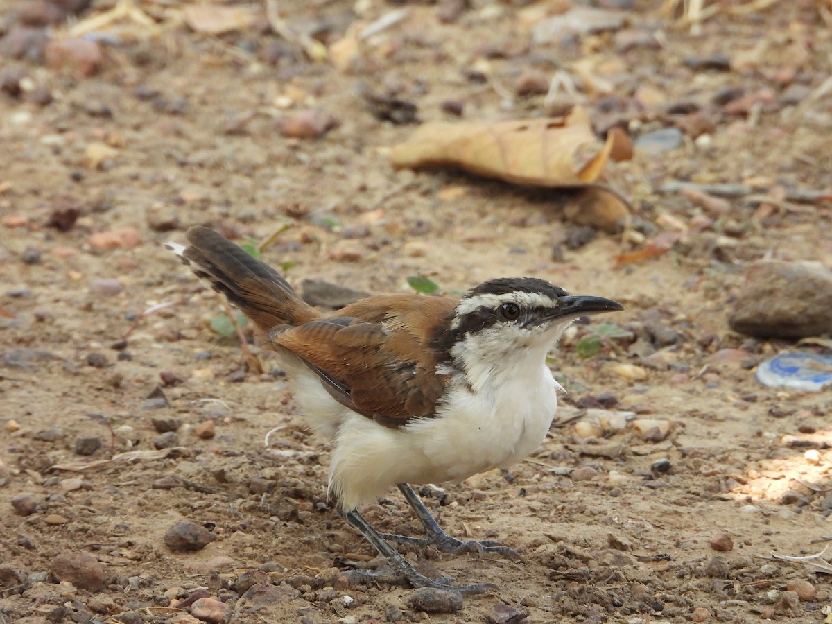 Bicolored Wren - ML645427431