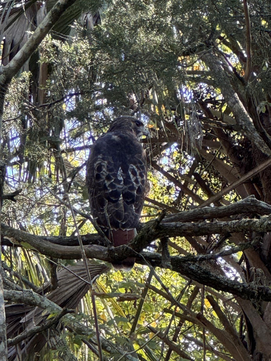 Busardo Colirrojo - ML645427432