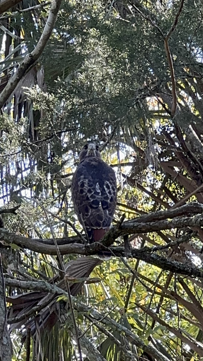 Busardo Colirrojo - ML645427433