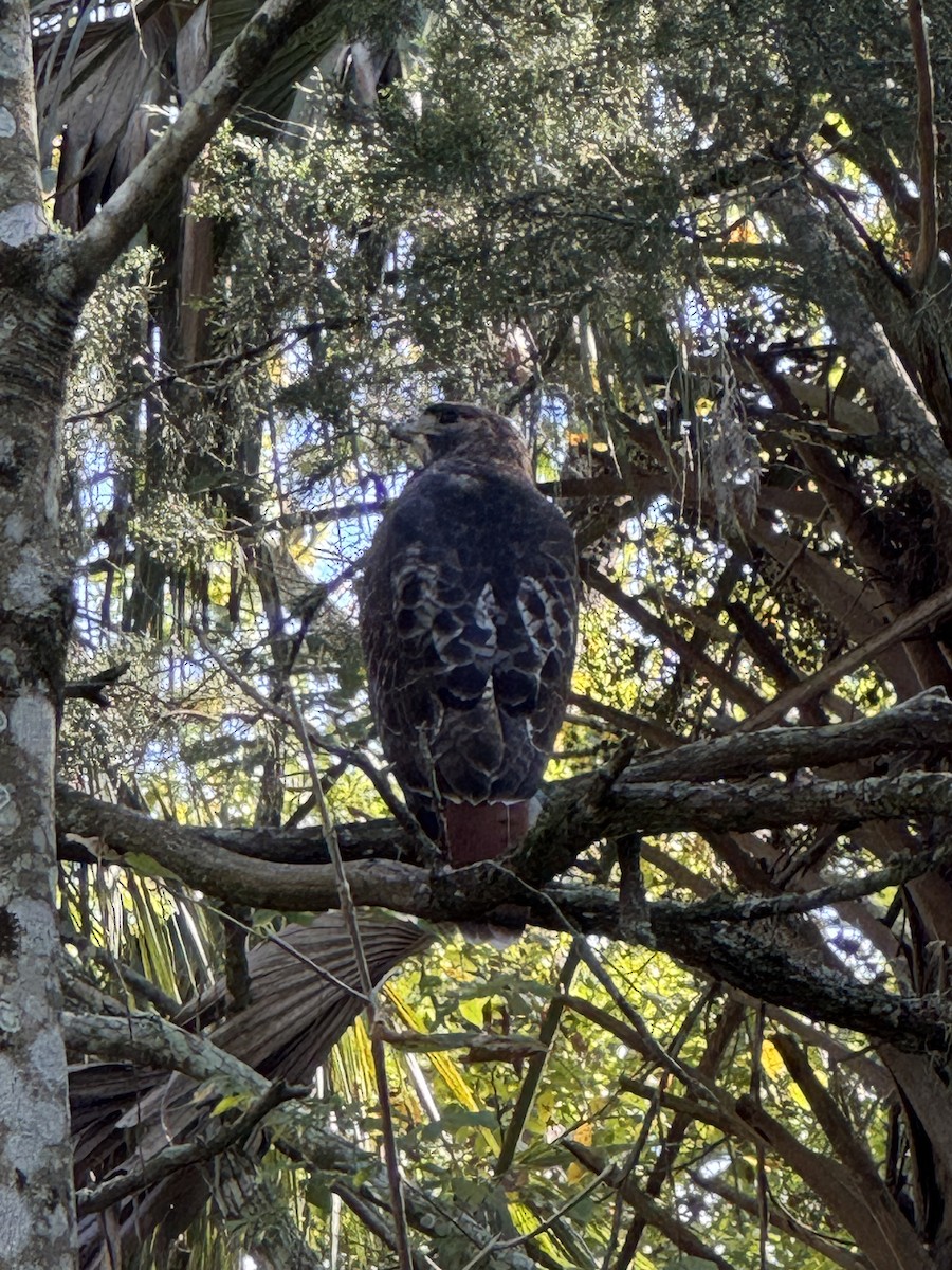 Busardo Colirrojo - ML645427434
