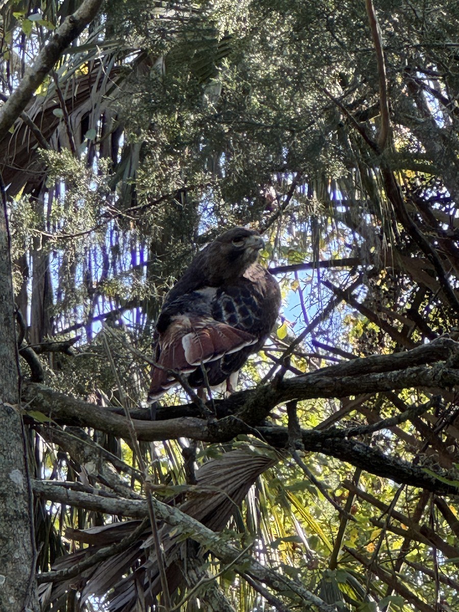 Busardo Colirrojo - ML645427435