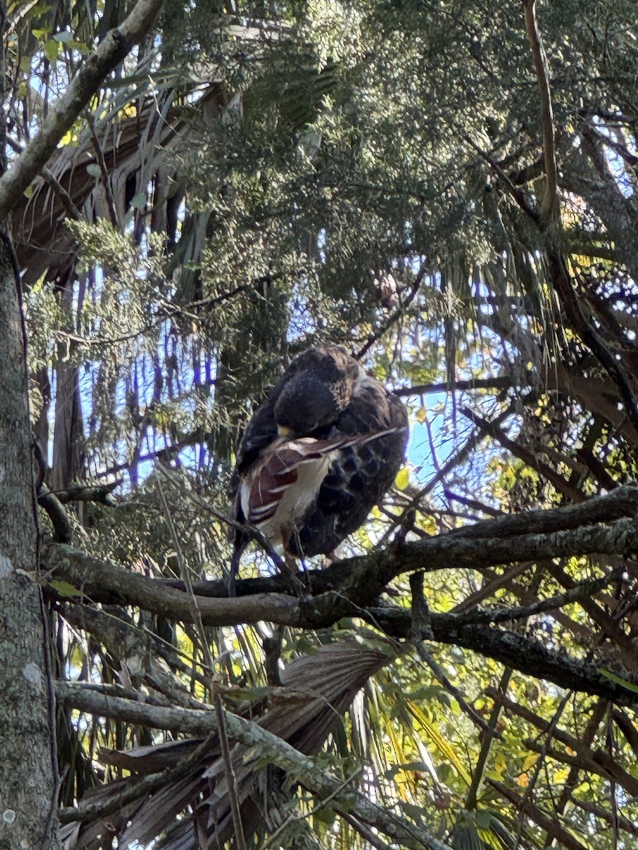 Busardo Colirrojo - ML645427436