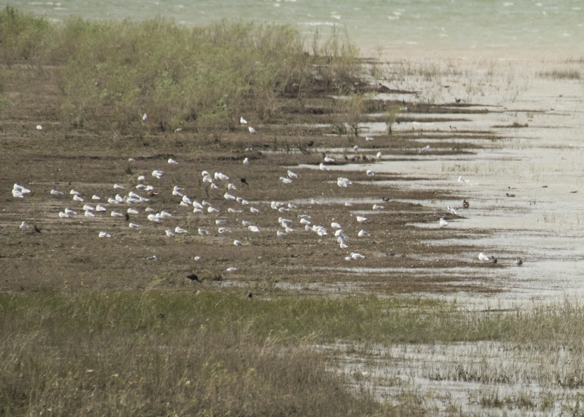 Larinae sp. - ML645427439