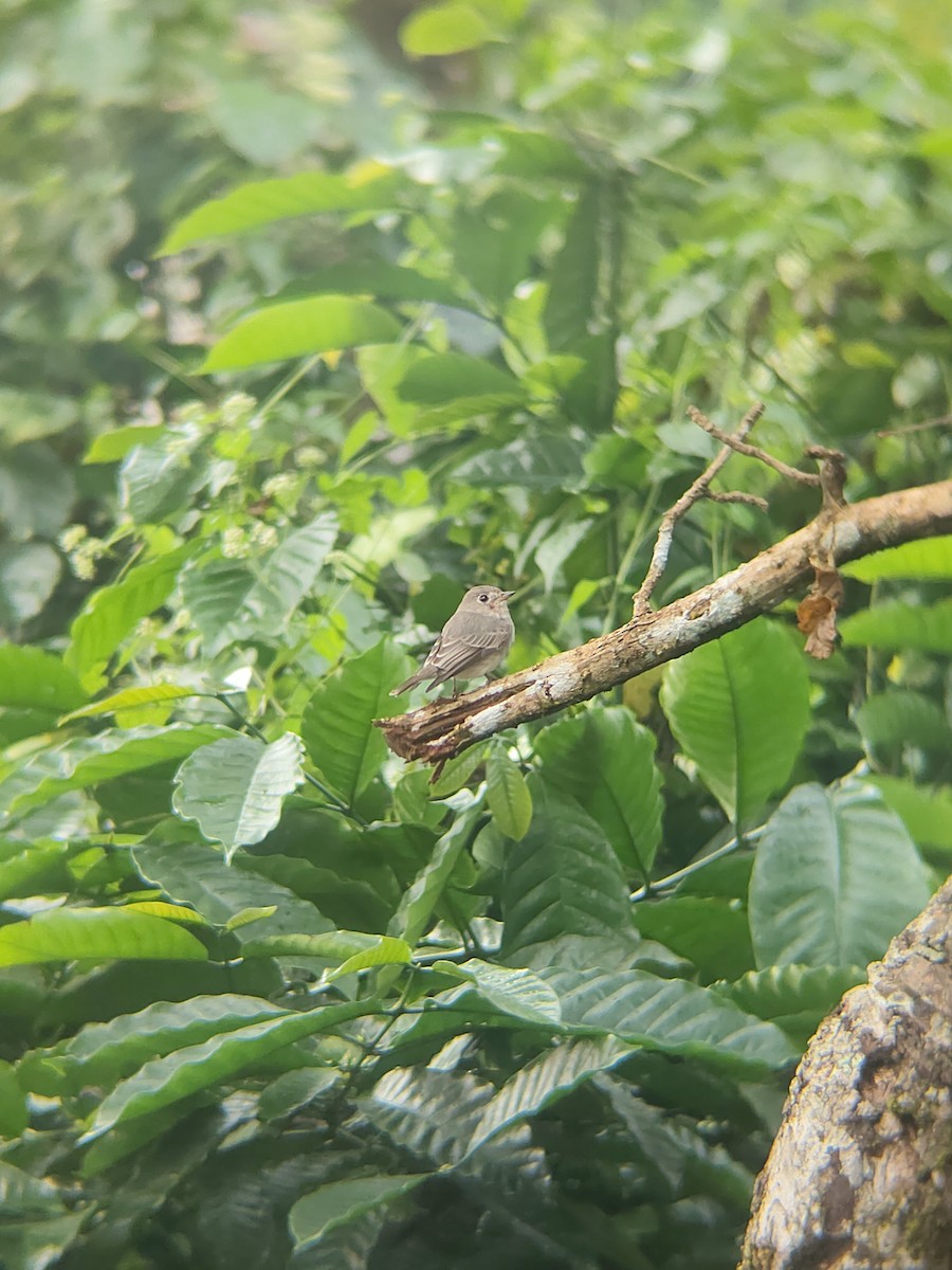 寬嘴鶲 - ML645427444