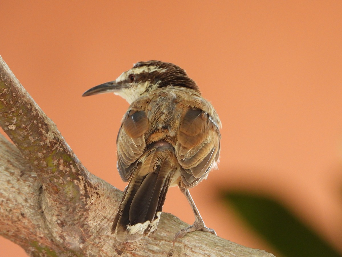 Bicolored Wren - ML645427448