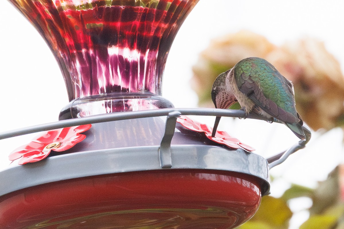 Рубиновогорлый колибри - ML645427451