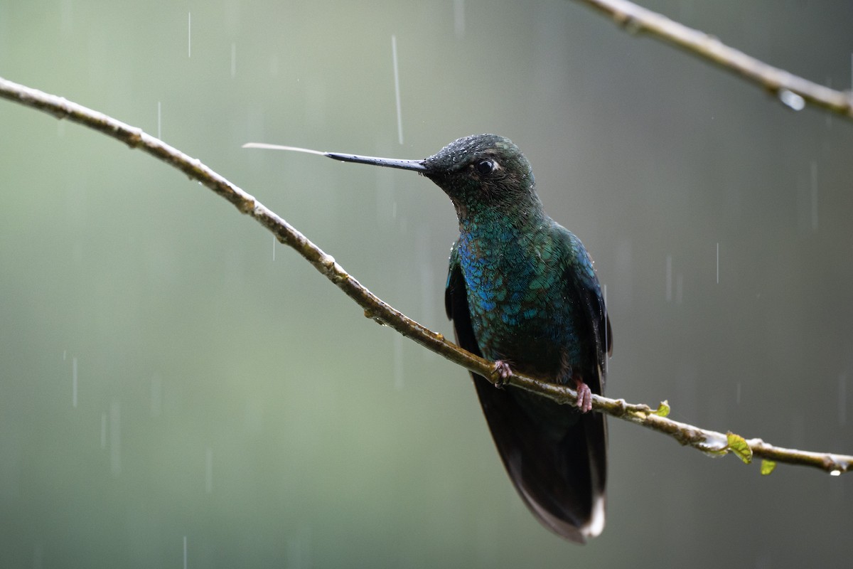 Great Sapphirewing - ML645427463