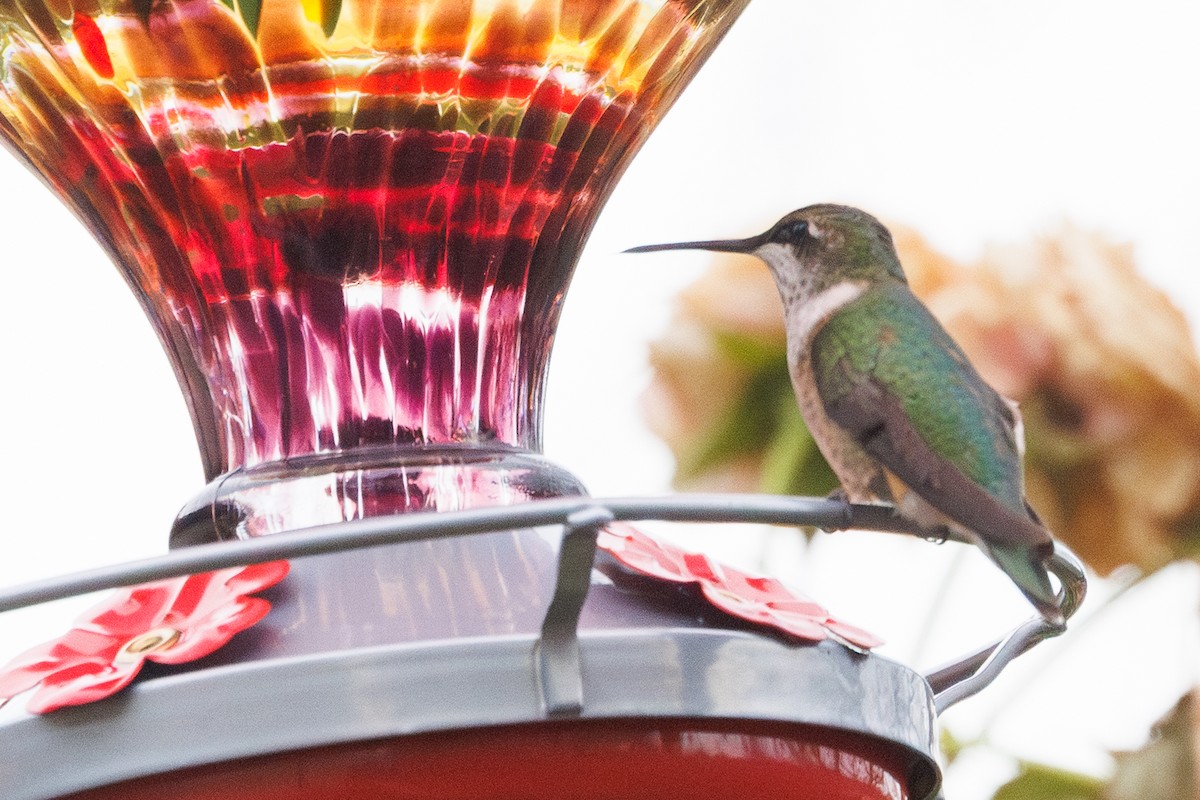 Рубиновогорлый колибри - ML645427465