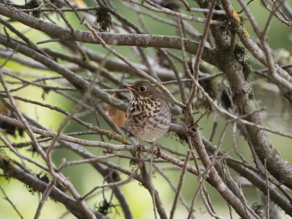 קיכלי חלוד-זנב - ML645427467