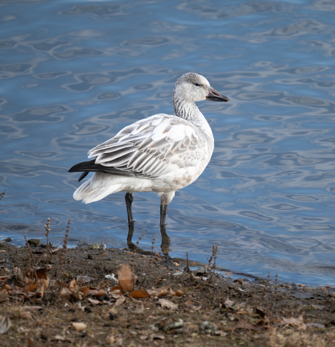 Цасны галуу - ML645427469