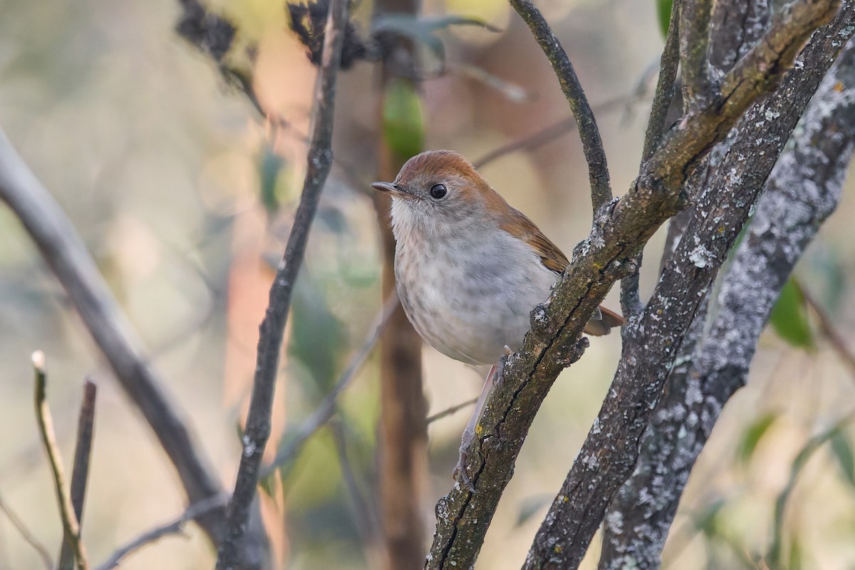 Russet Nightingale-Thrush - ML645427477