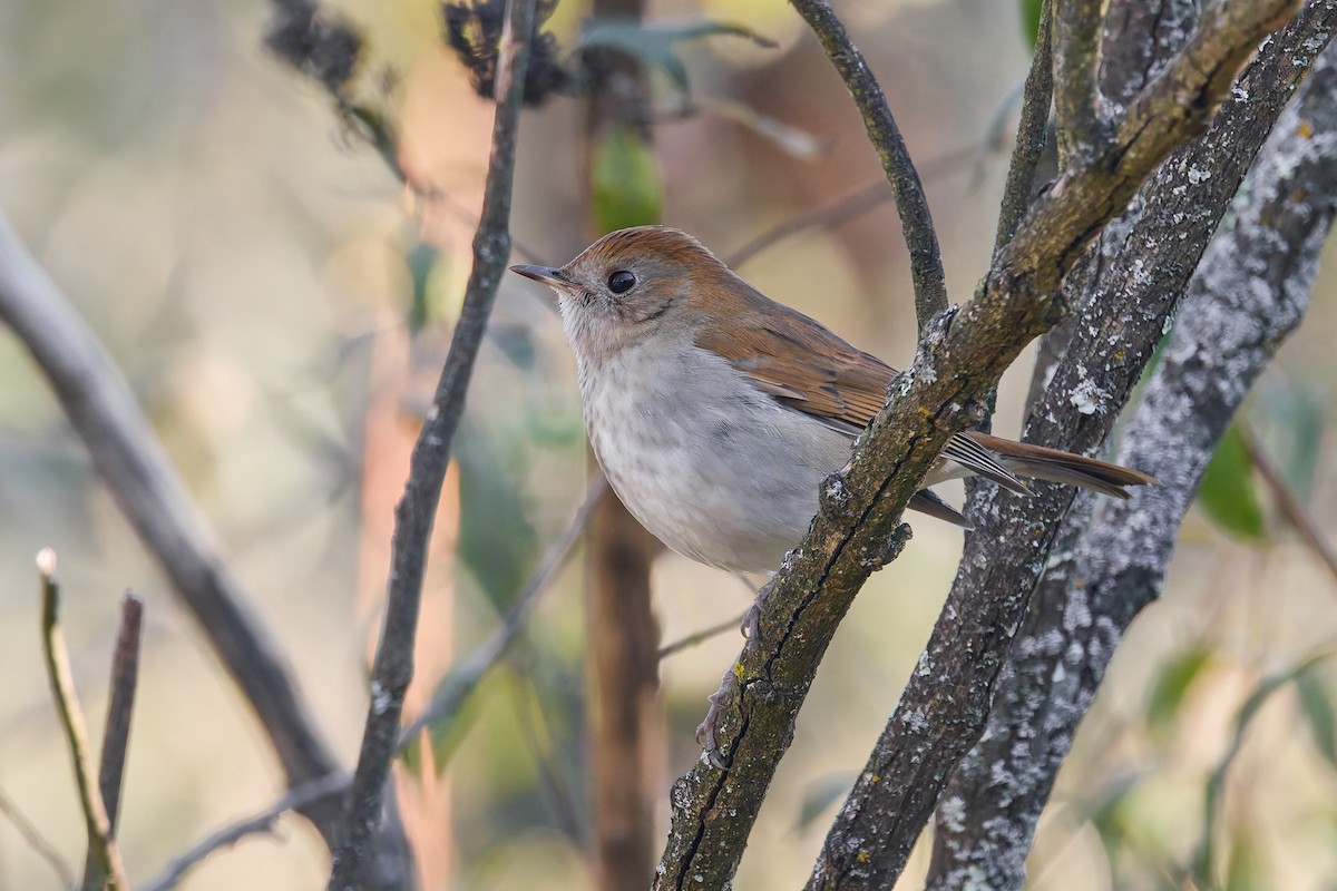 Russet Nightingale-Thrush - ML645427478