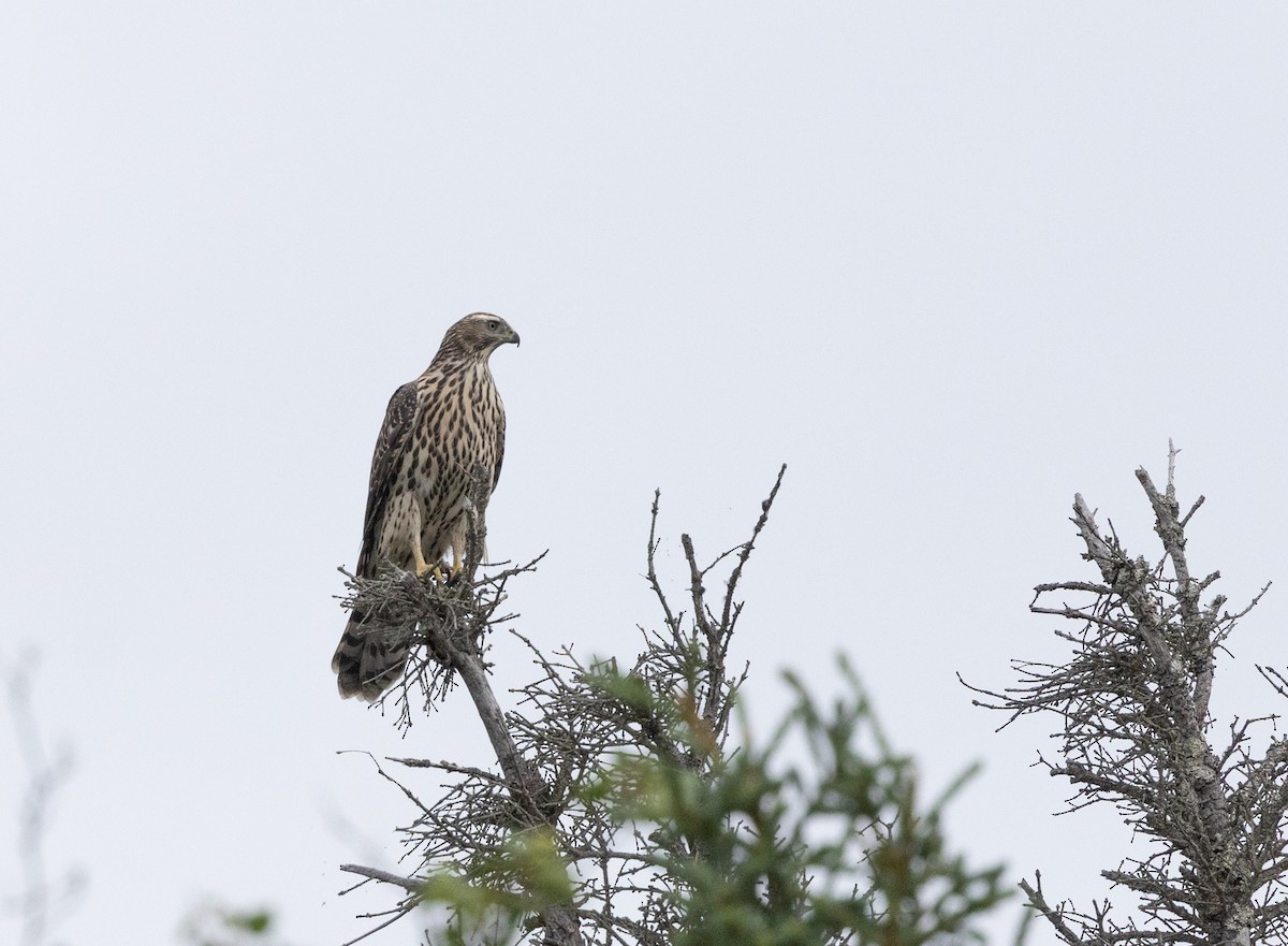 American Goshawk - ML645427479