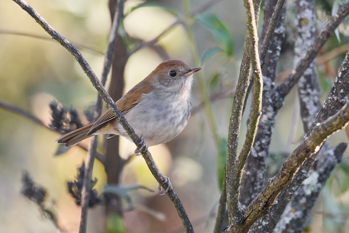Russet Nightingale-Thrush - ML645427481