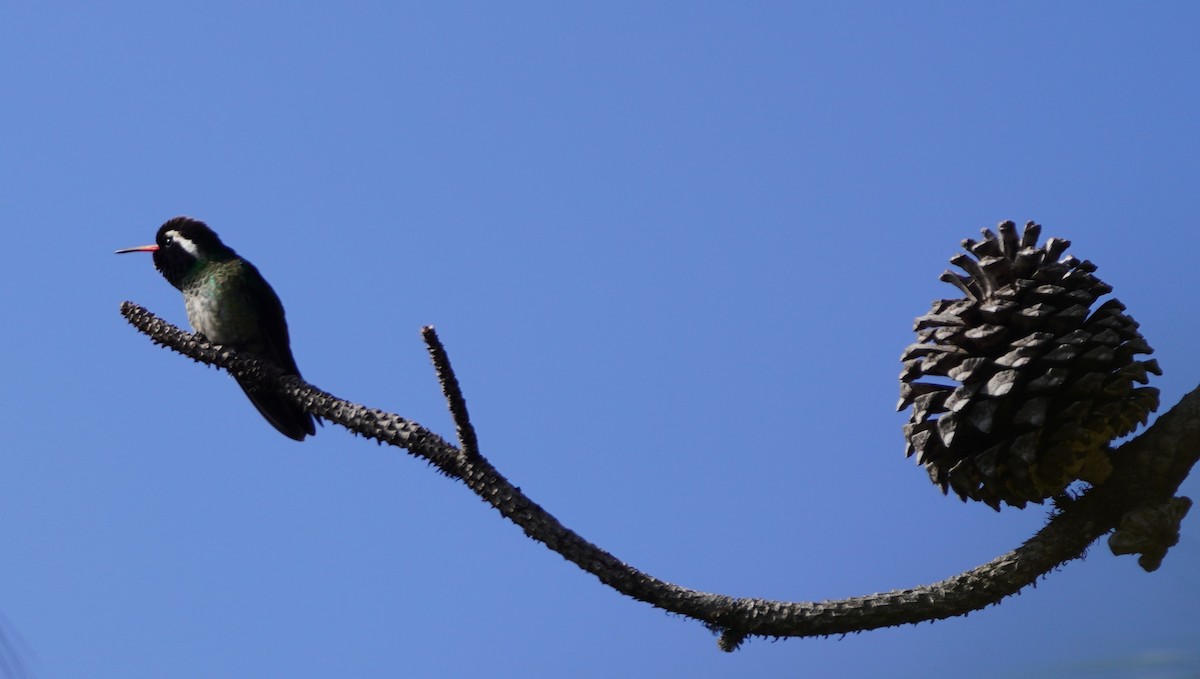 White-eared Hummingbird - ML645427482