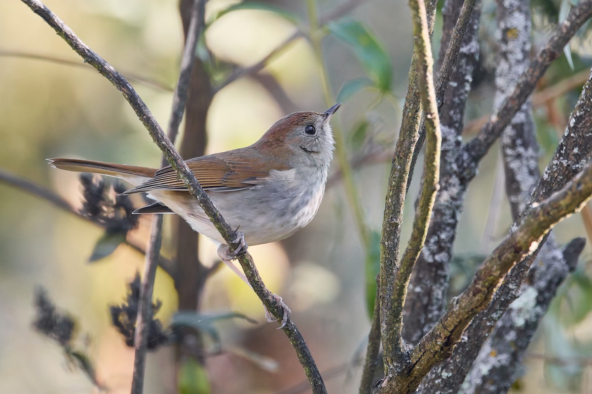 Russet Nightingale-Thrush - ML645427486