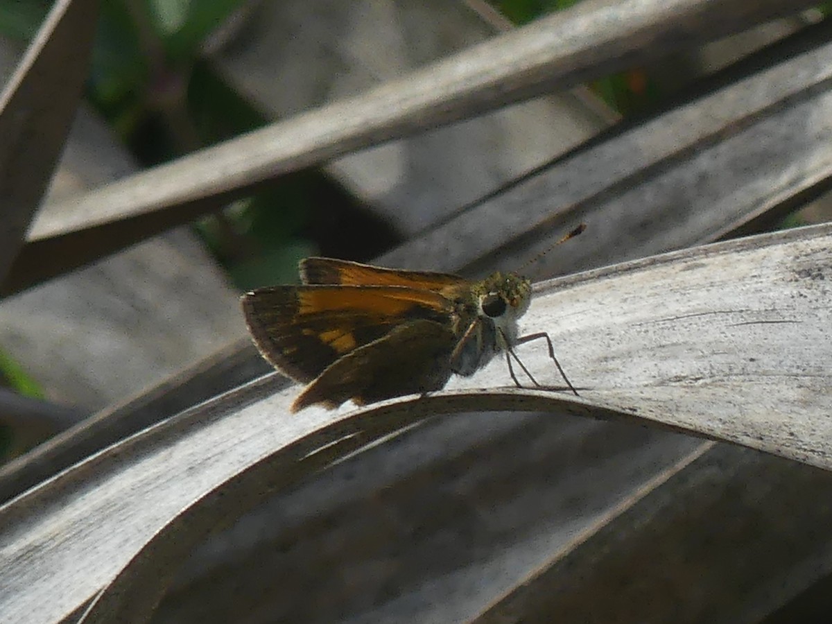 Baracoa Skipper - ML645427488