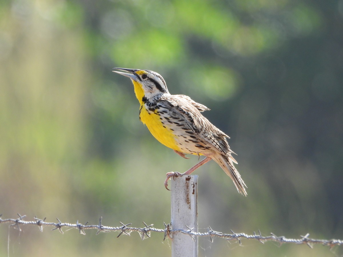 Eastern Meadowlark - ML645427501