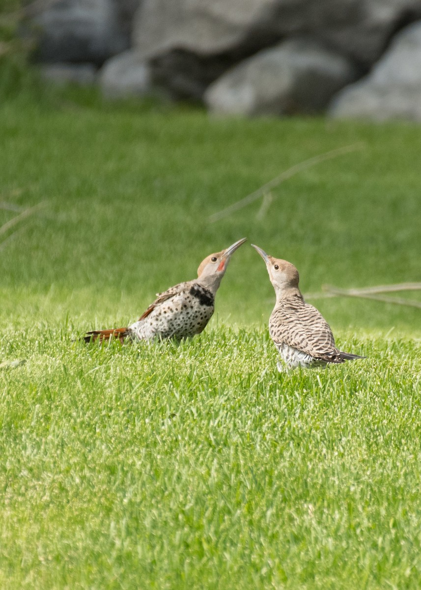 Northern Flicker - ML645427505