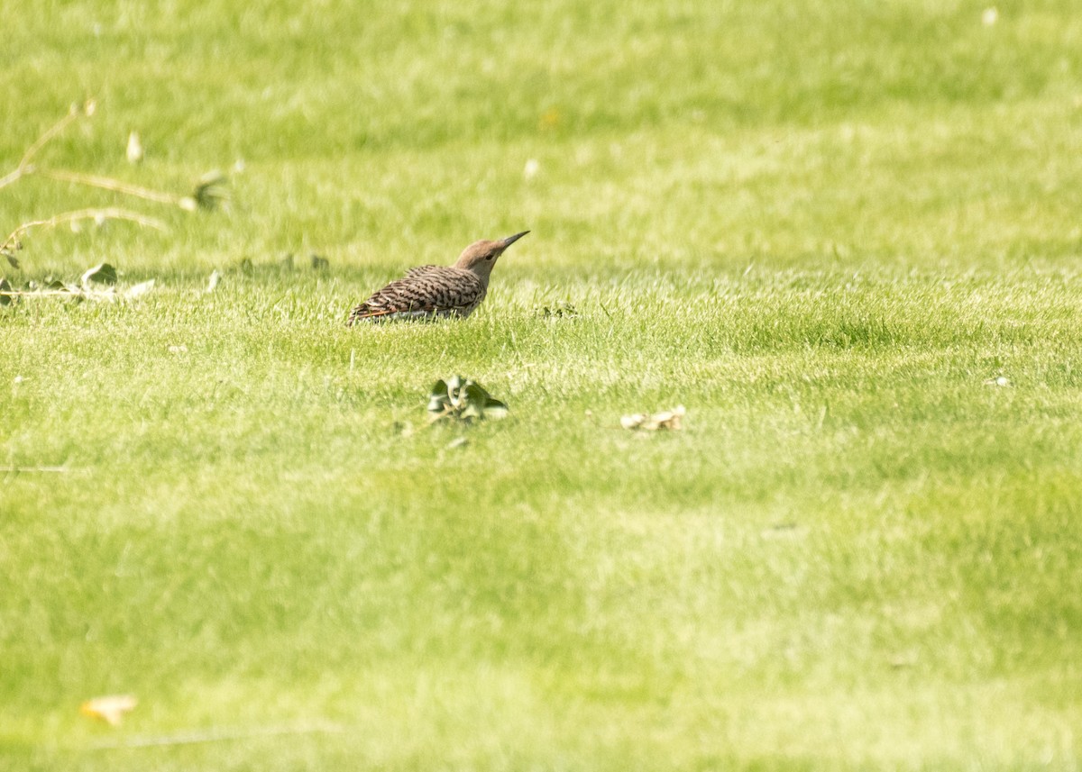 Northern Flicker - ML645427506