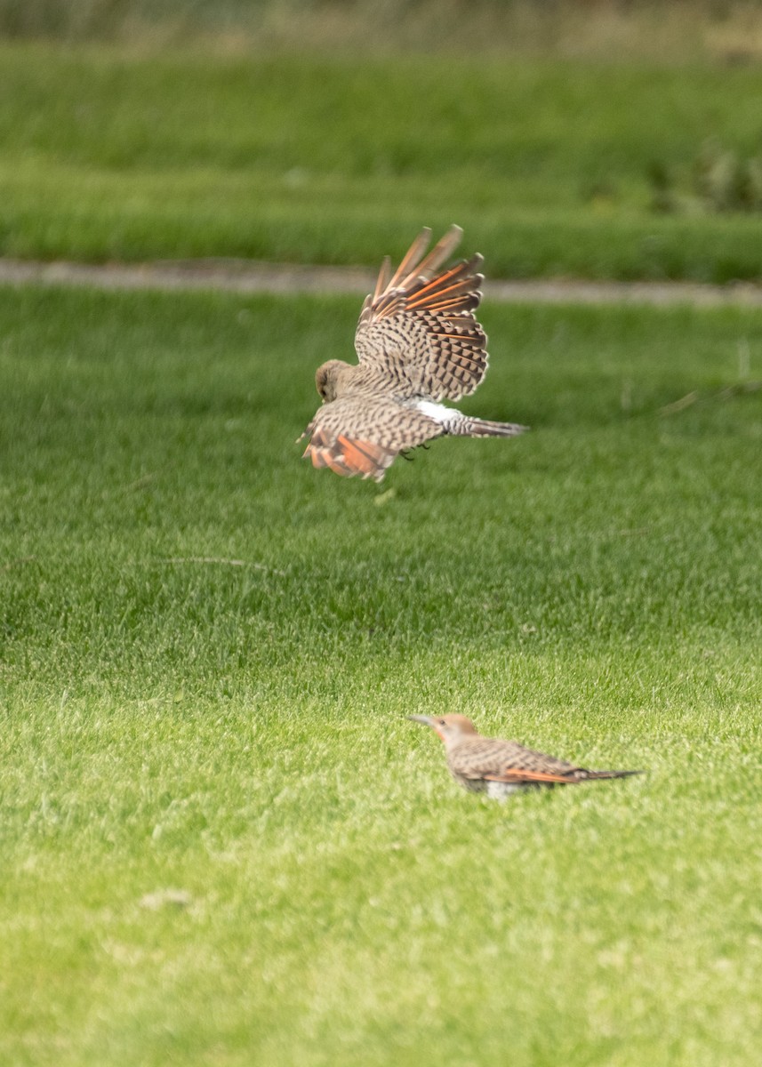 Northern Flicker - ML645427508