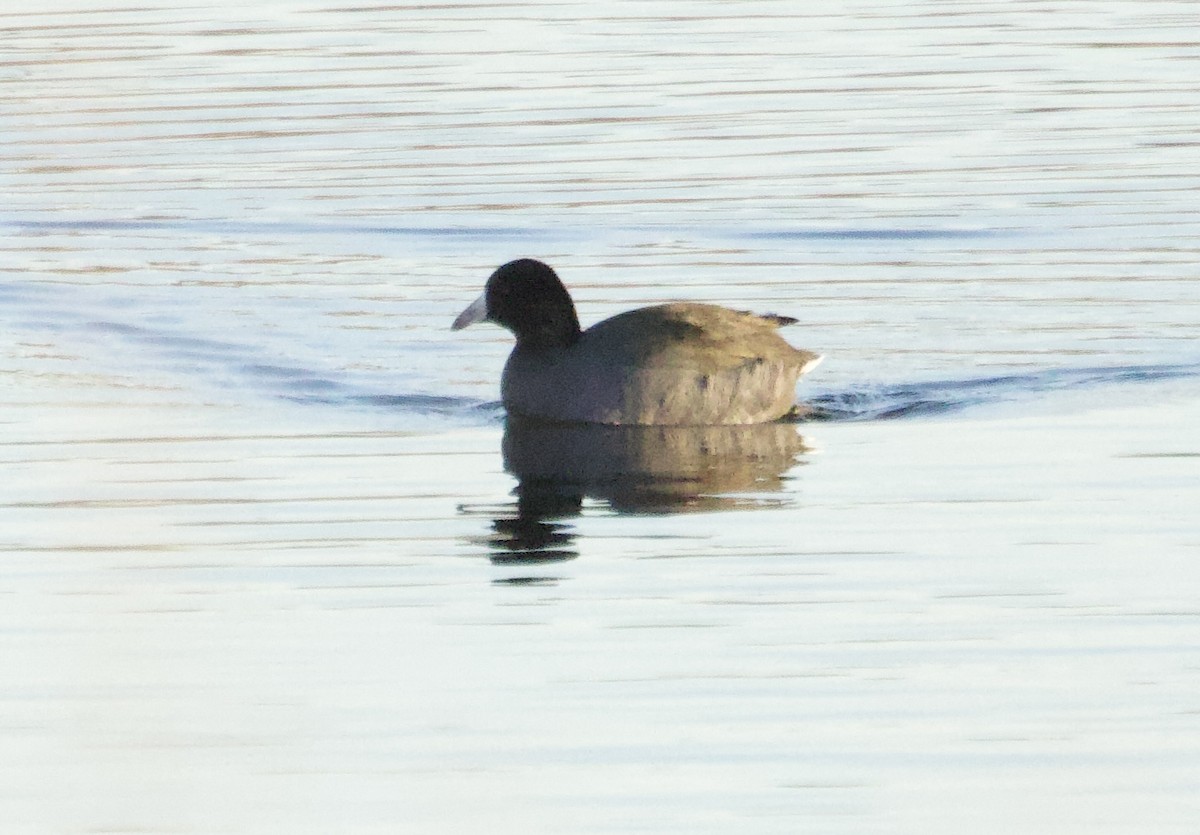 American Coot - ML645427510