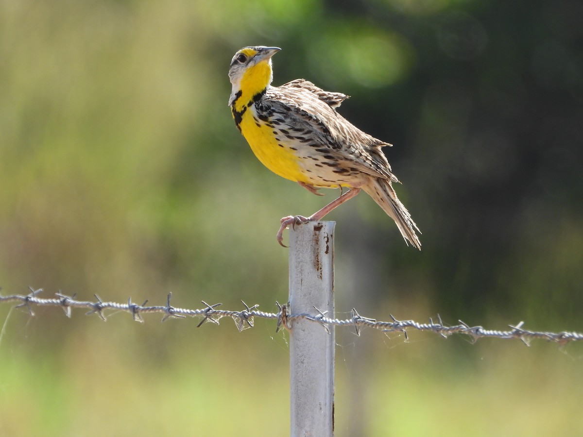 Eastern Meadowlark - ML645427511