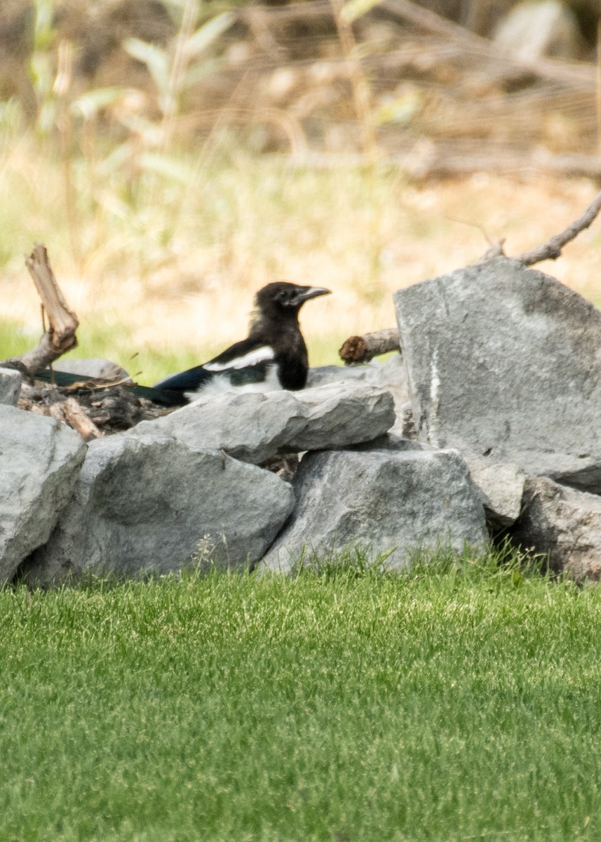 straka americká - ML645427512